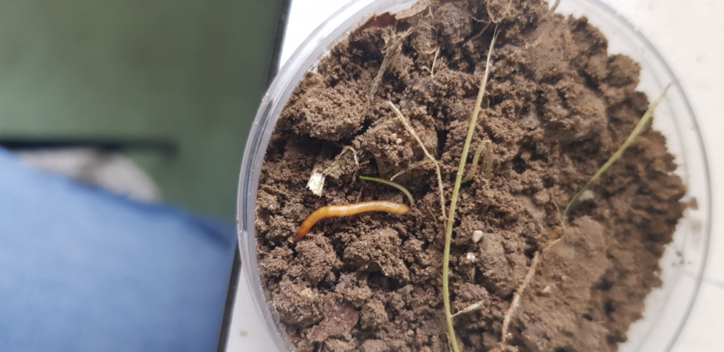 Wireworms in a petri dish