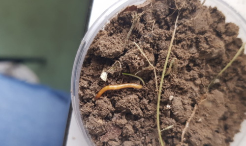 Wireworms in a petri dish