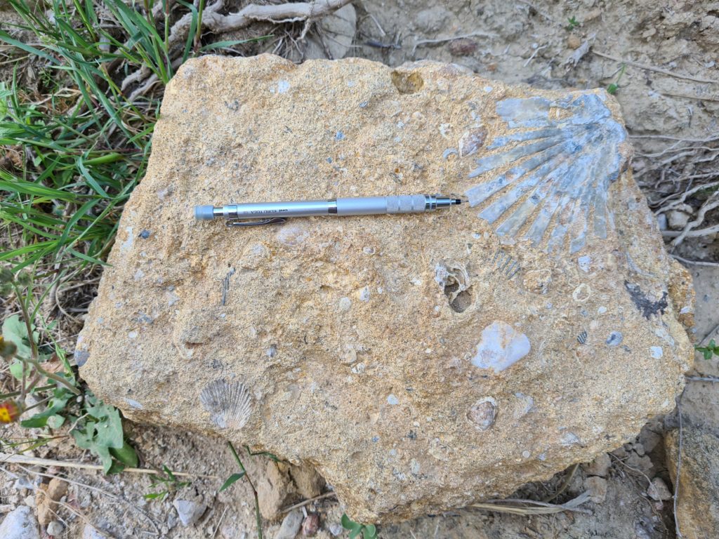 Photo of rock with fossil sample with a pen used to demonstrate the scale of the geology sample.